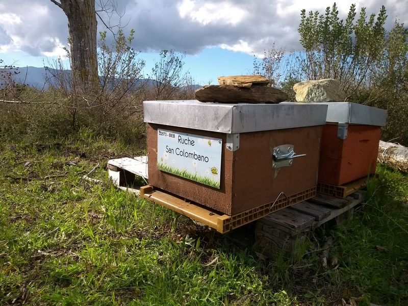 La ruche San Colombano