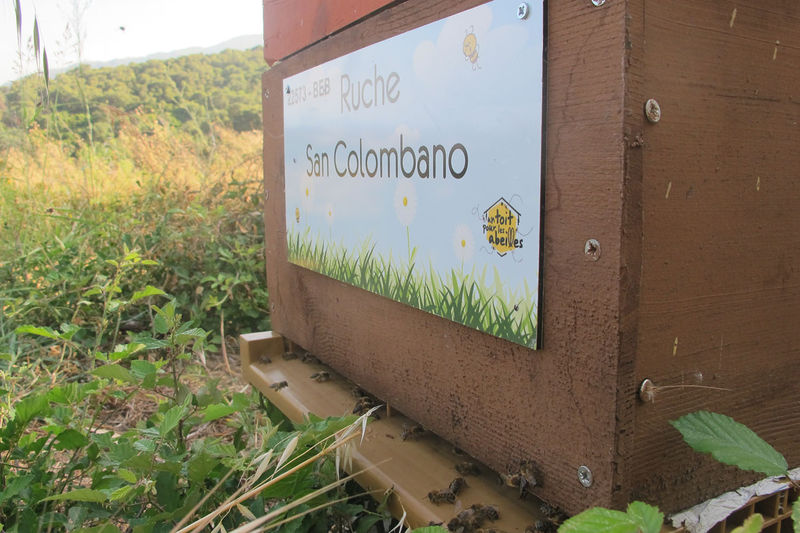 La ruche San Colombano