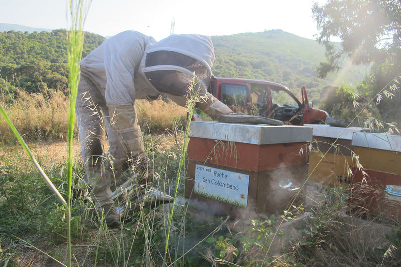 La ruche San Colombano