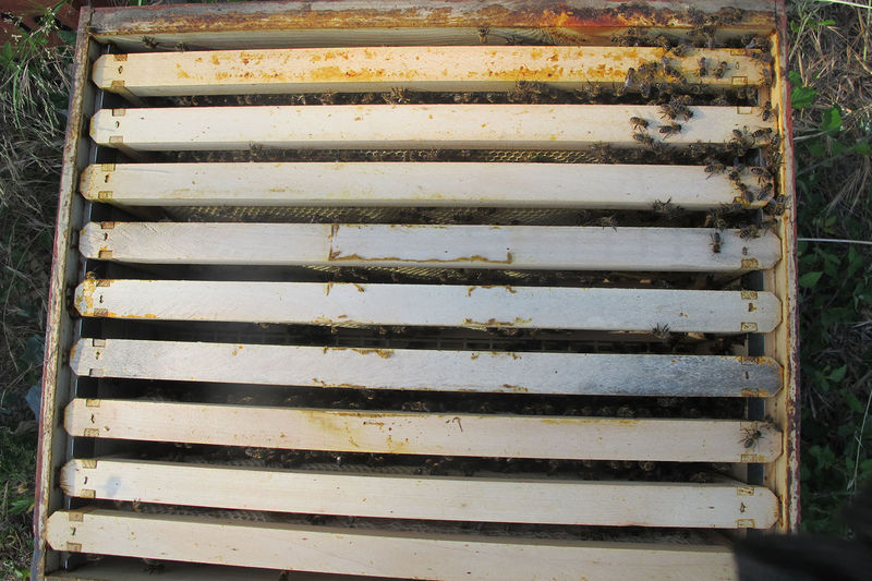 La ruche San Colombano