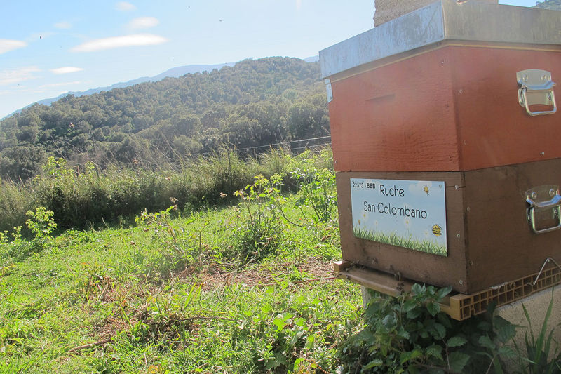 La ruche San Colombano