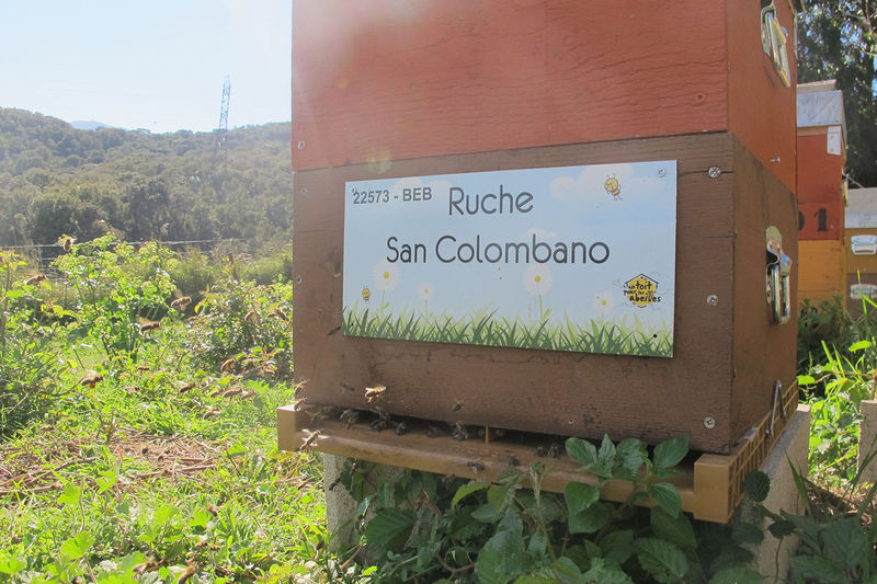 La ruche San Colombano