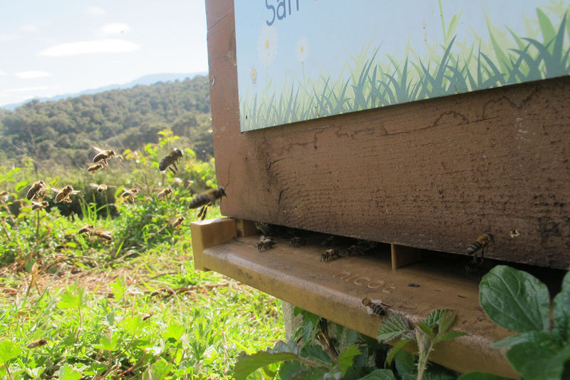 La ruche San Colombano