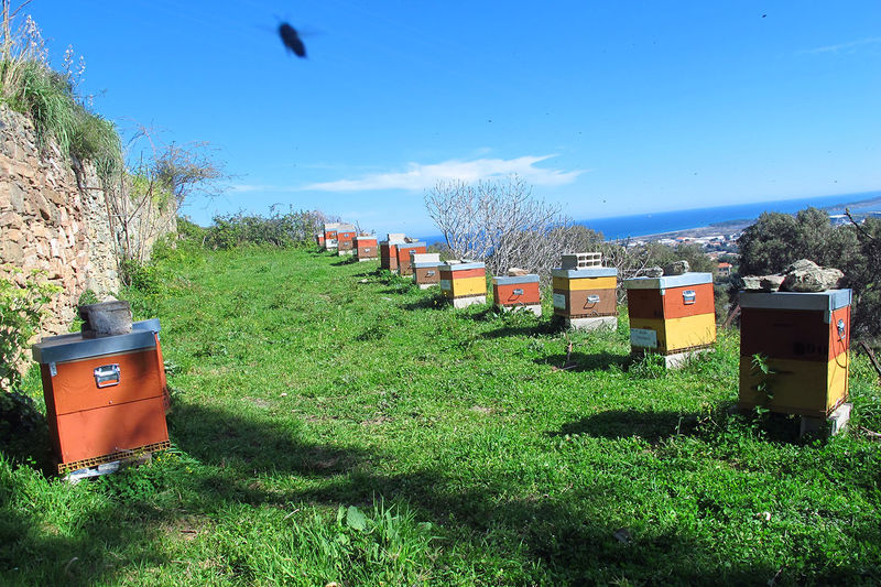 La ruche San Colombano