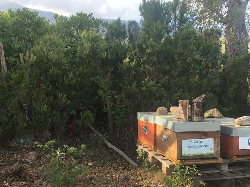 La ruche San Colombano