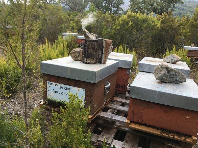 La ruche San Colombano