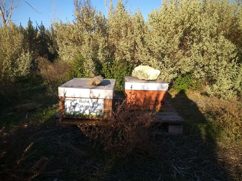 La ruche San Colombano