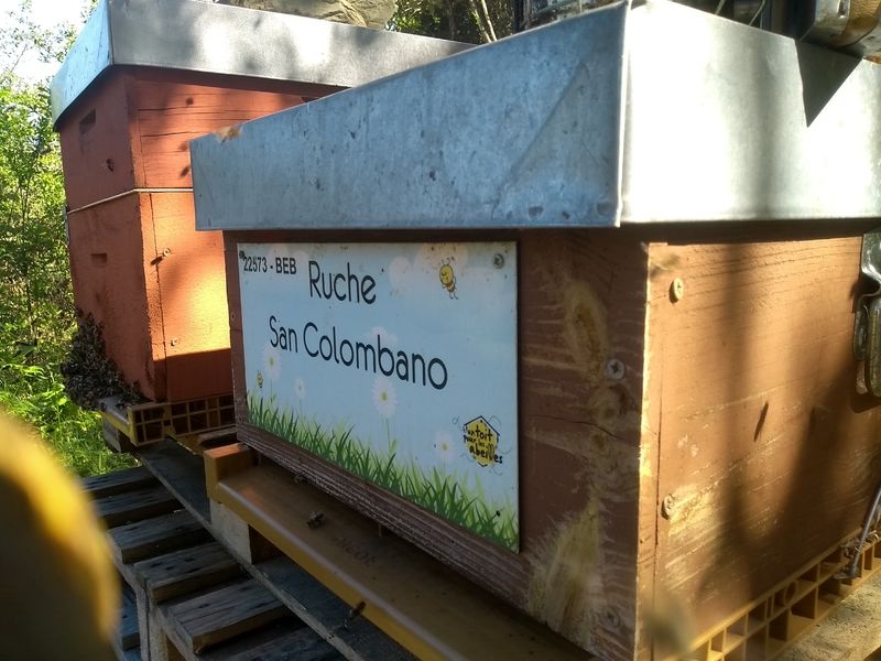 La ruche San Colombano