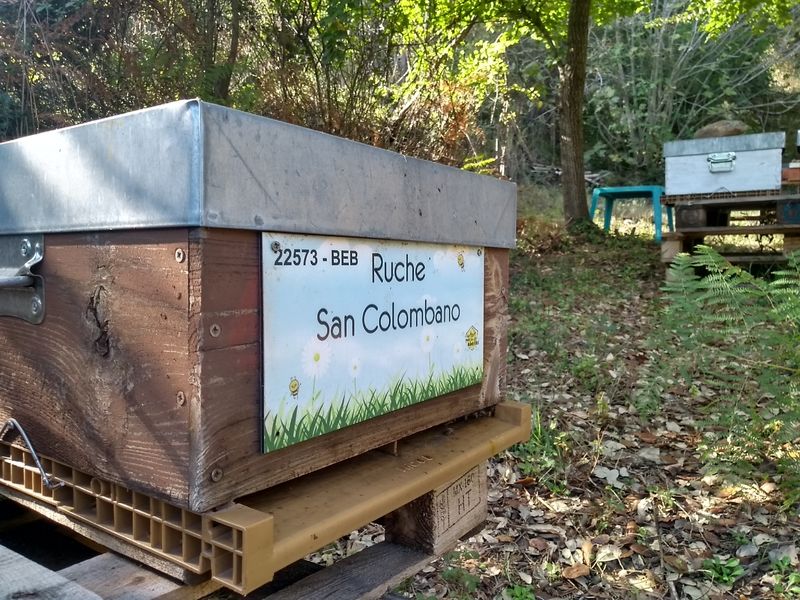 La ruche San Colombano
