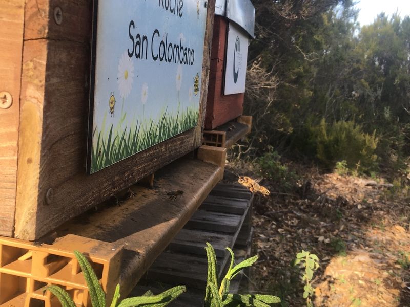 La ruche San Colombano