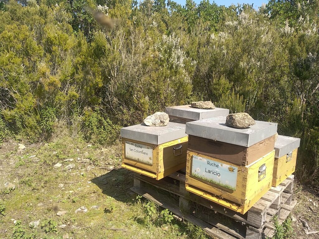 La ruche San Colombano