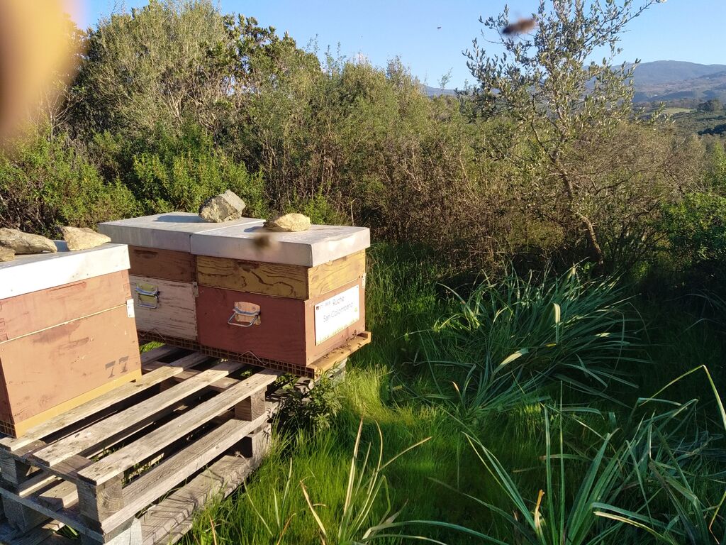 La ruche San Colombano