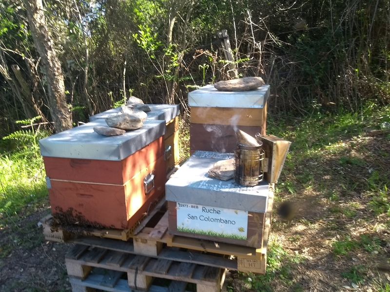 La ruche San Colombano