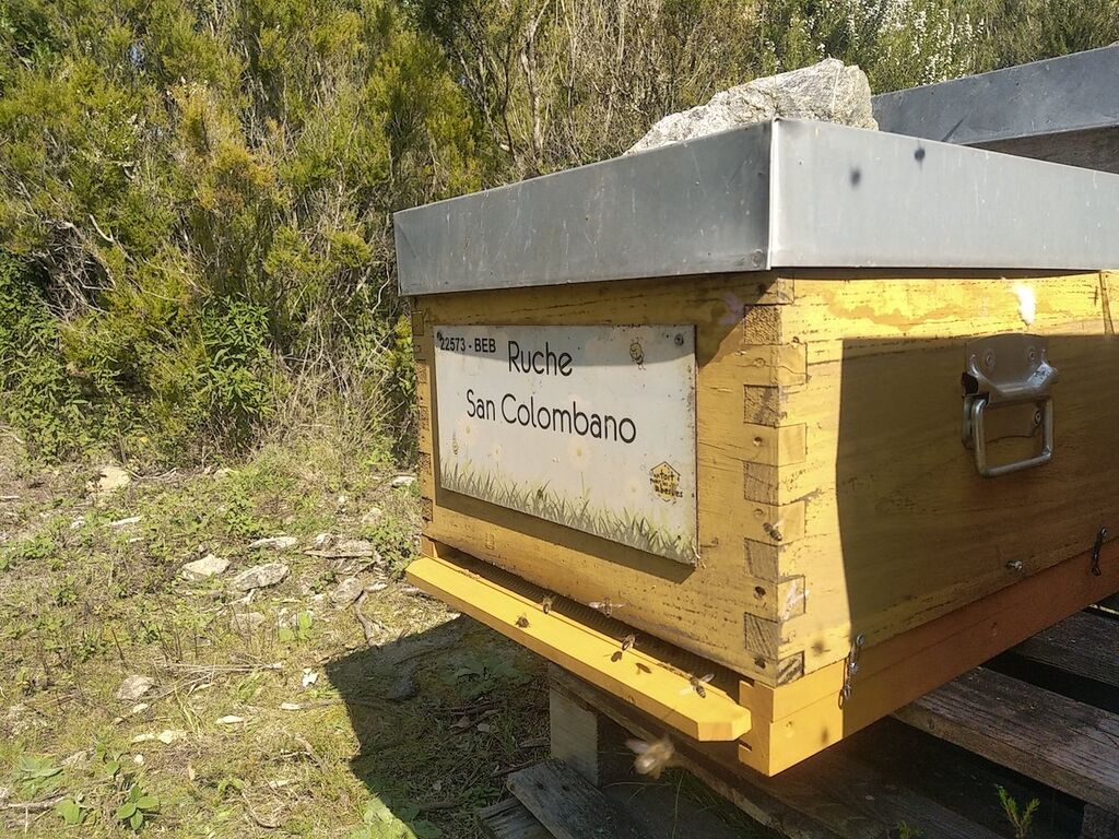 La ruche San Colombano