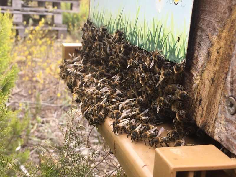 La ruche San Colombano