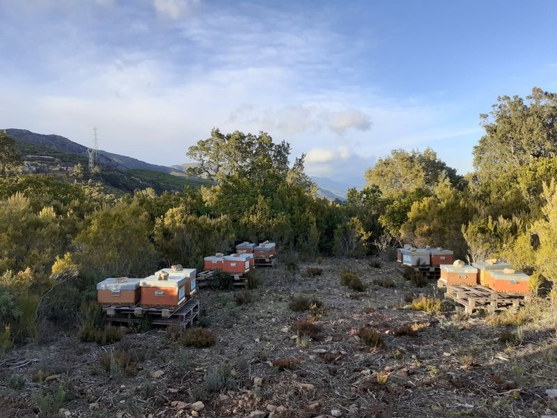 La ruche San Colombano