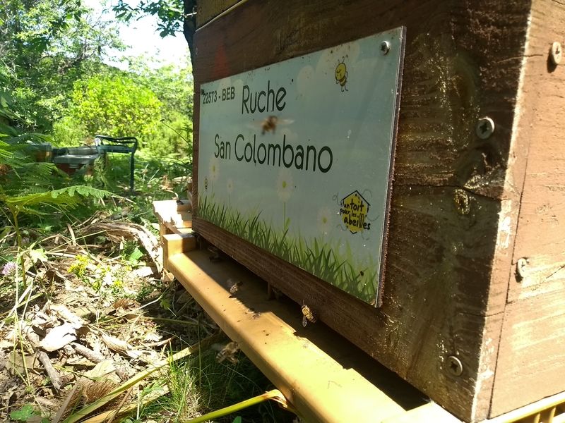 La ruche San Colombano