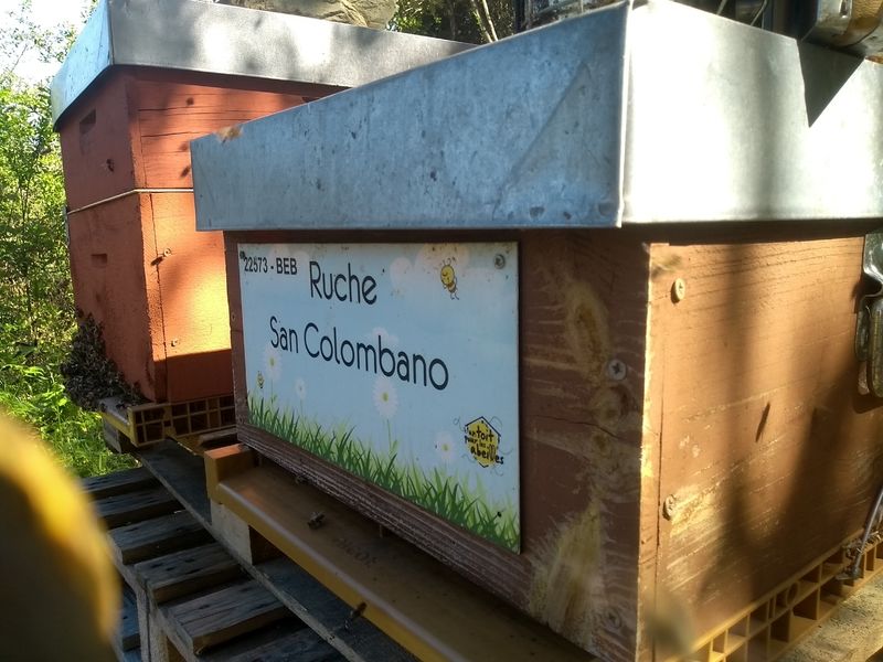 La ruche San Colombano