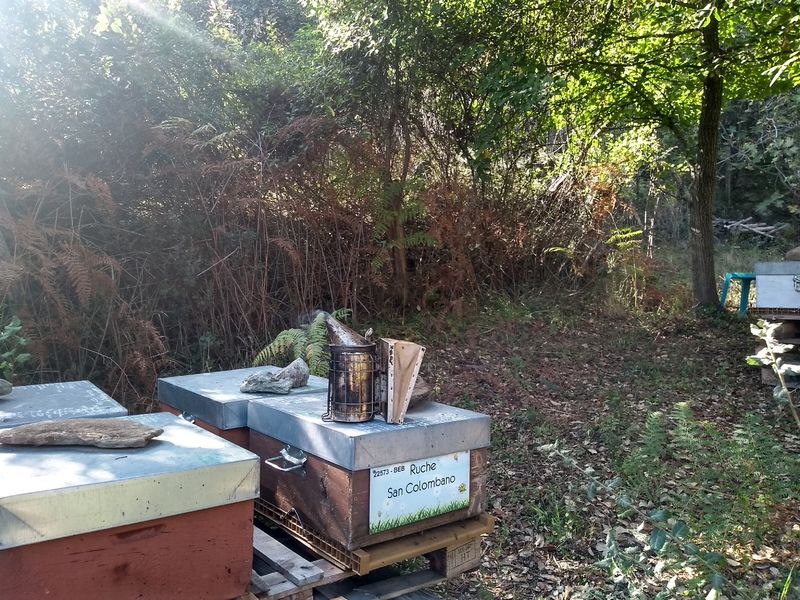 La ruche San Colombano