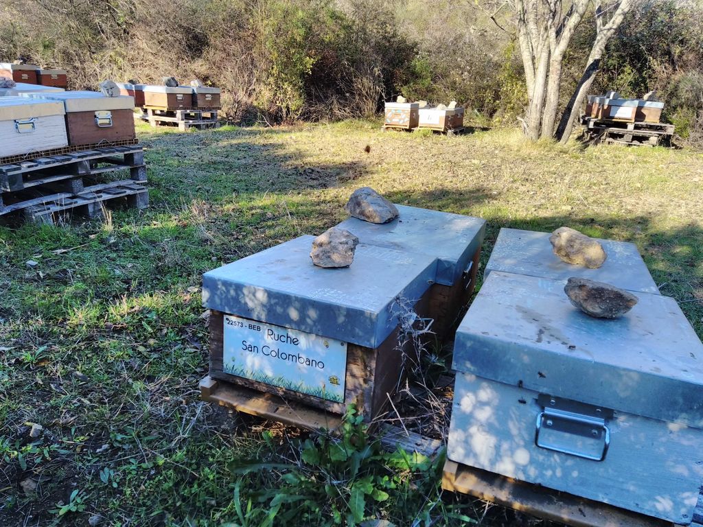 La ruche San Colombano