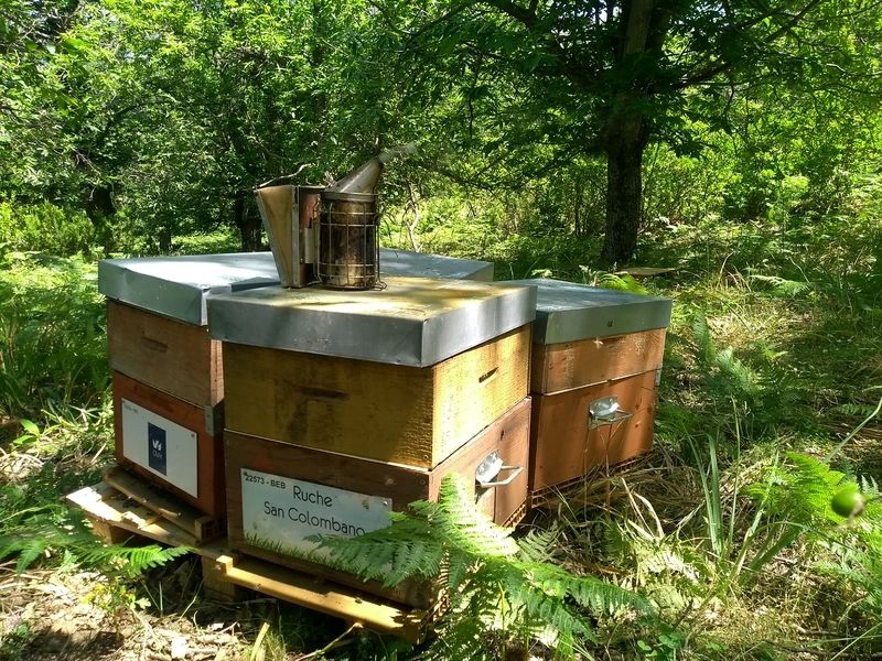 La ruche San Colombano