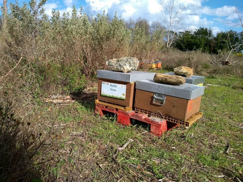 La ruche Noce