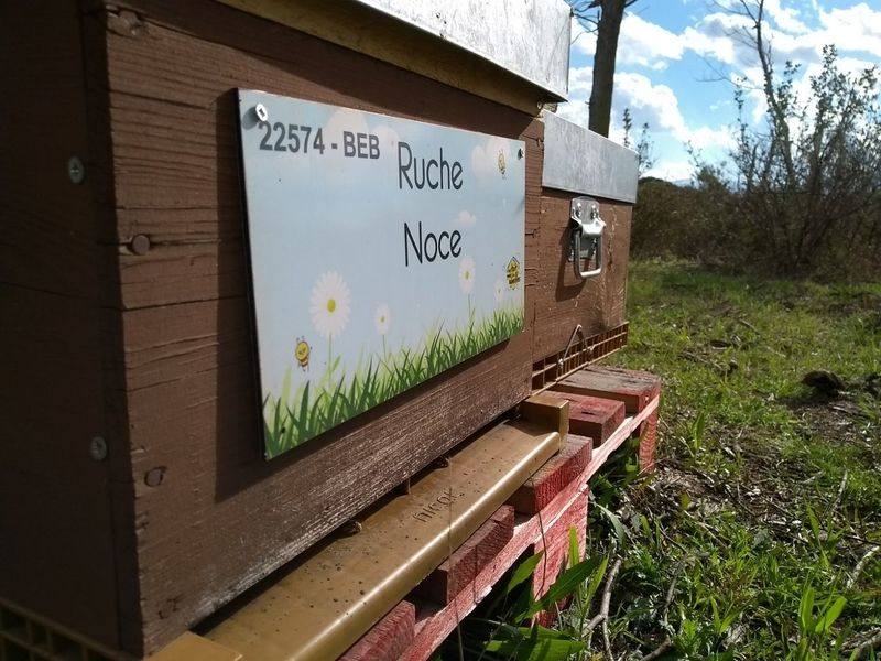 La ruche Noce