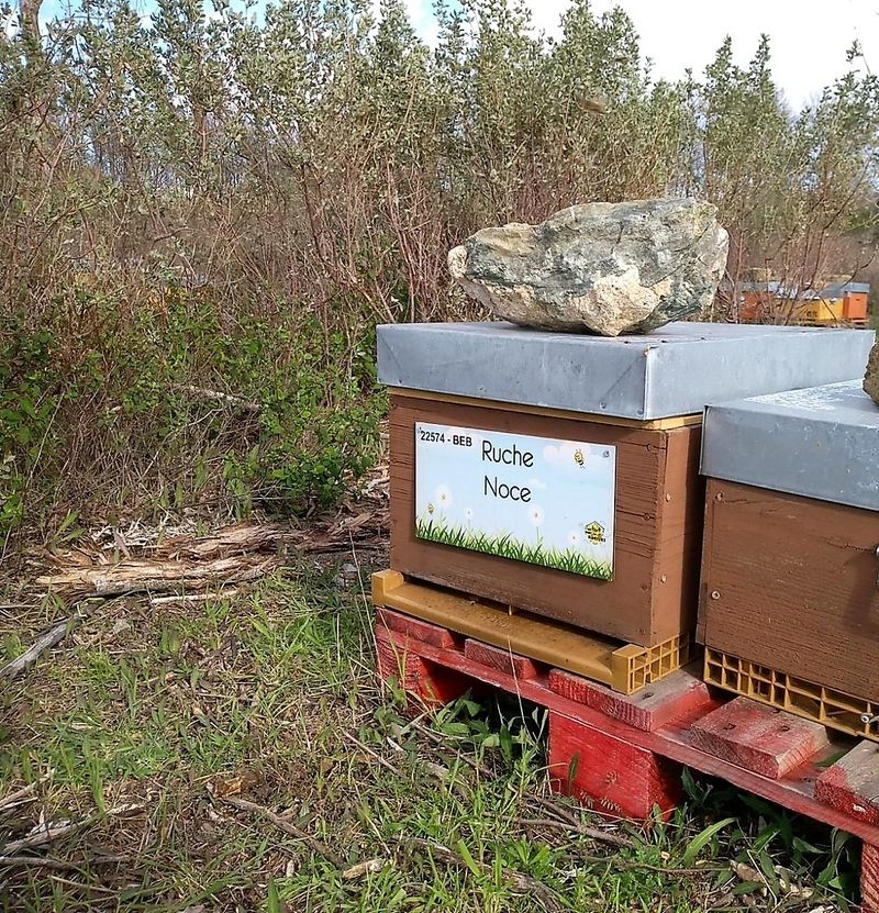 La ruche Noce