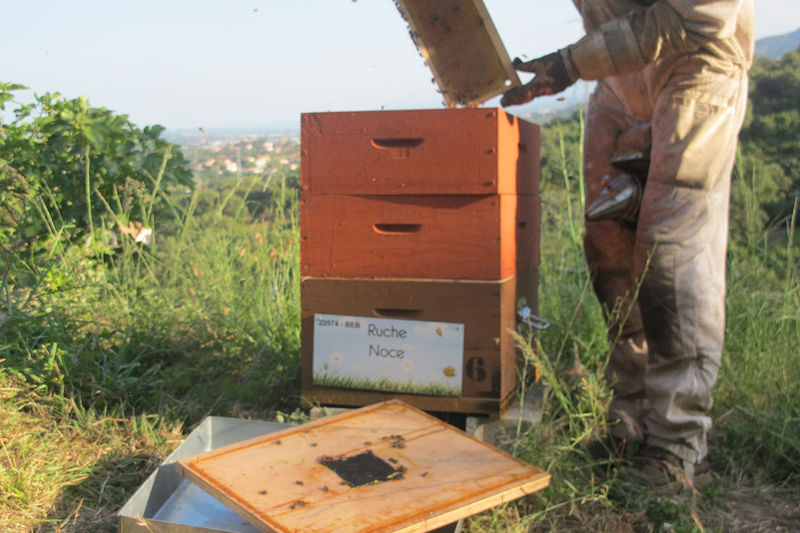 La ruche Noce