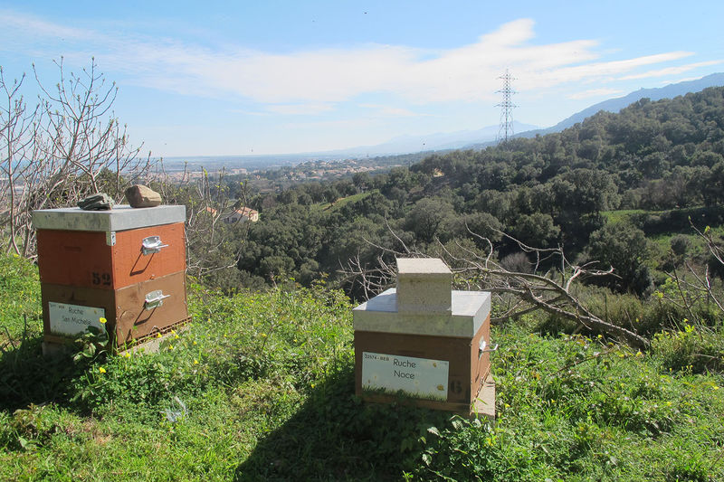 La ruche Noce