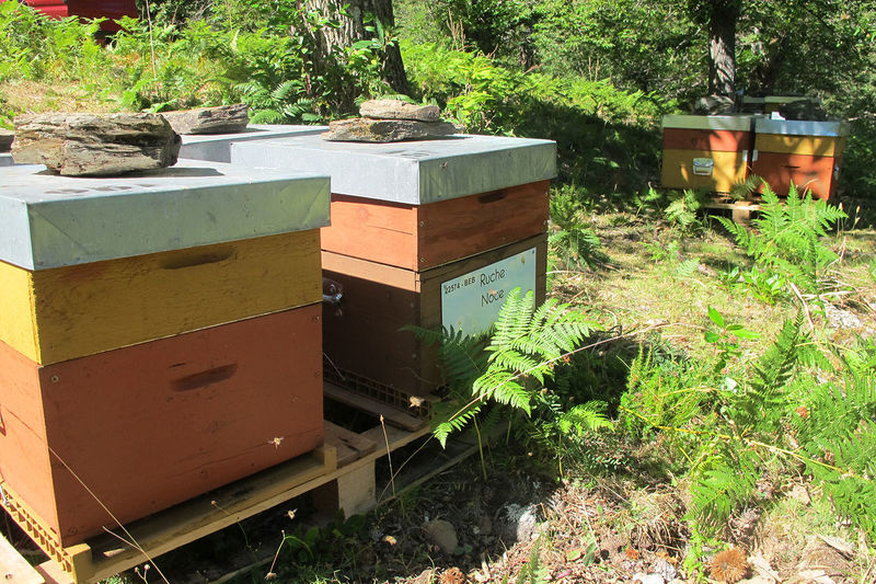 La ruche Noce