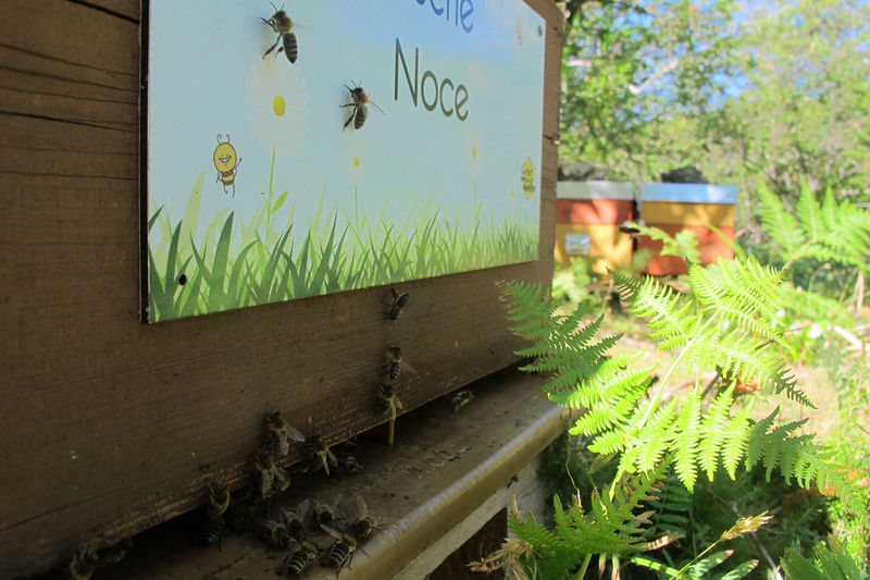 La ruche Noce