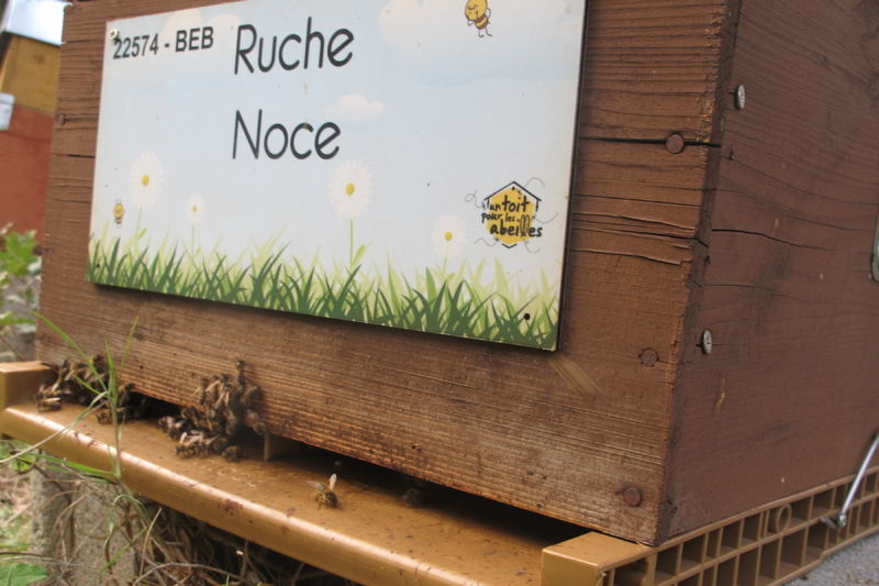 La ruche Noce