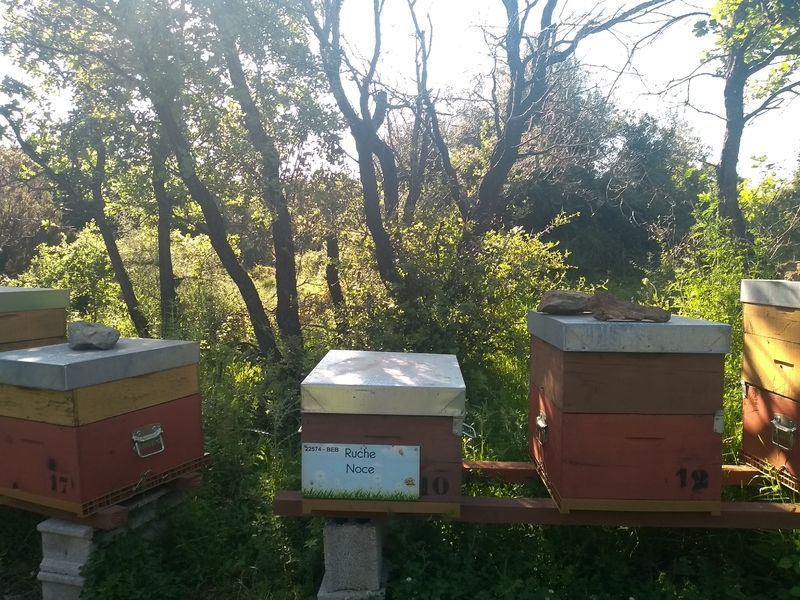 La ruche Noce