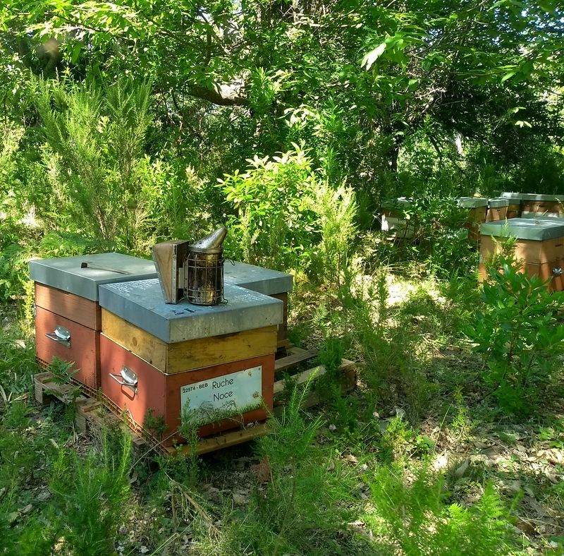 La ruche Noce