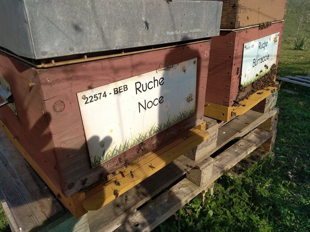 La ruche Noce