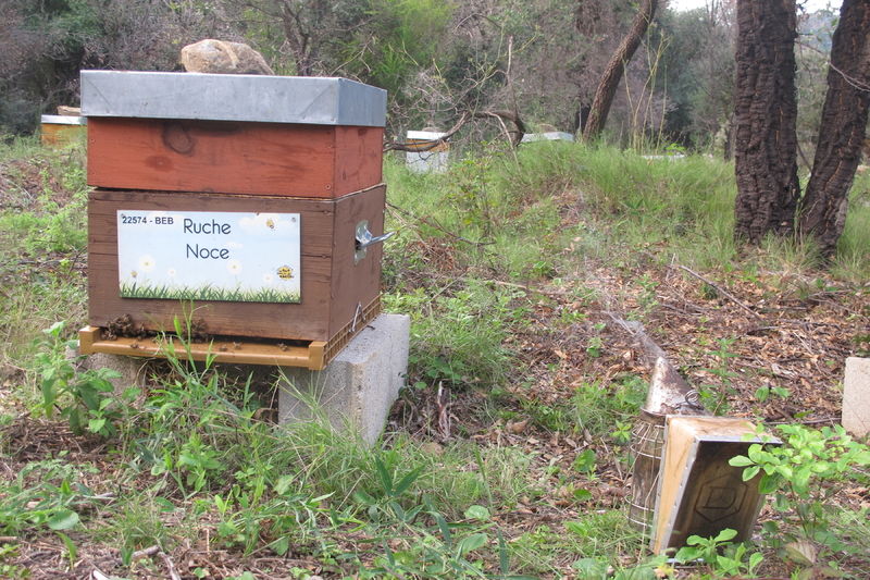 La ruche Noce