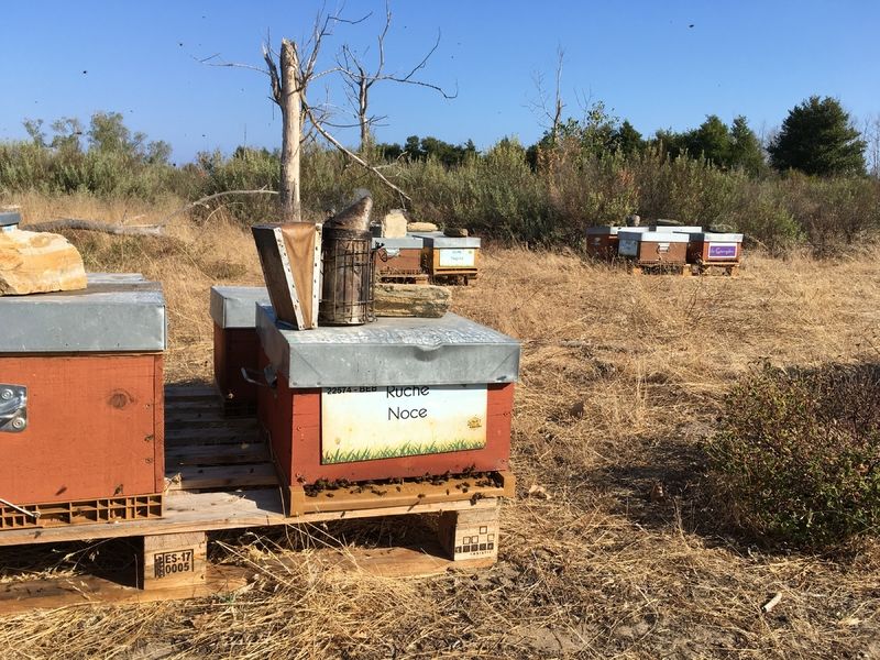 La ruche Noce