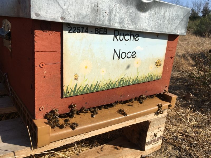 La ruche Noce