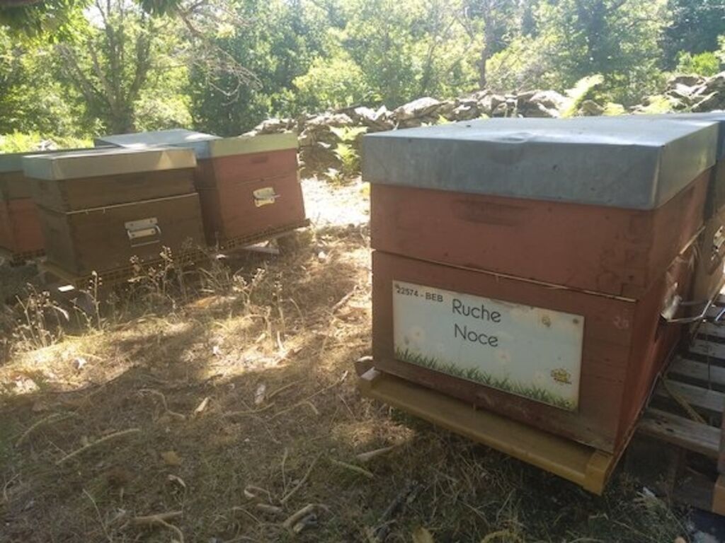 La ruche Noce