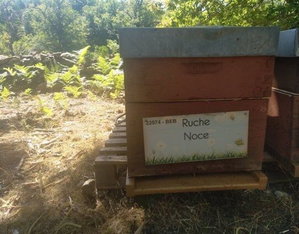 La ruche Noce