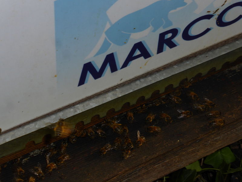 La ruche MARCC