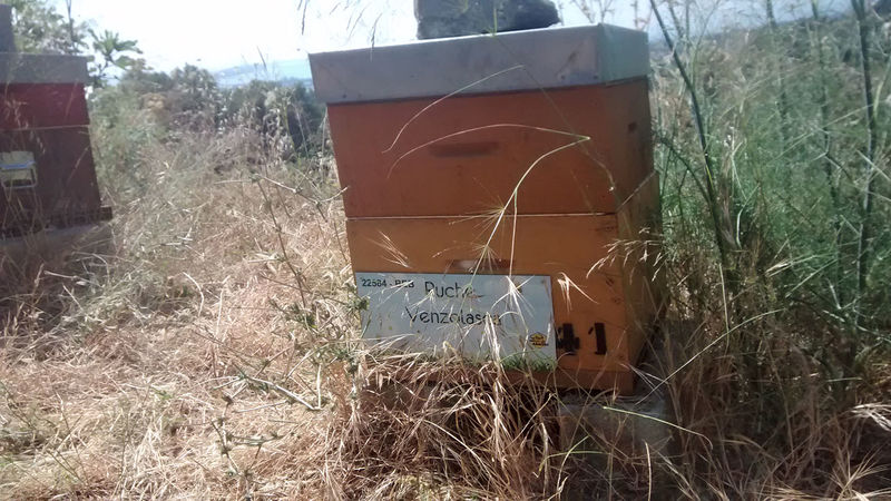 La ruche Venzolasca
