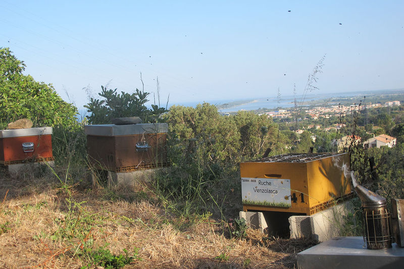 La ruche Venzolasca