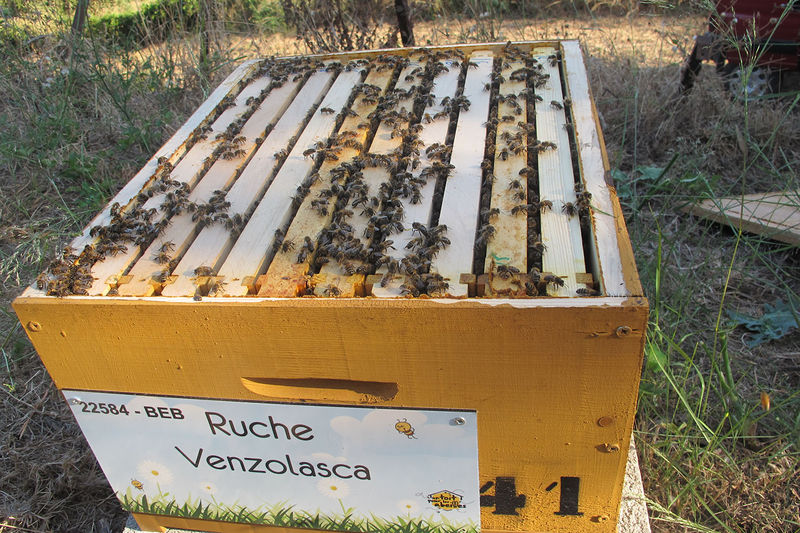 La ruche Venzolasca