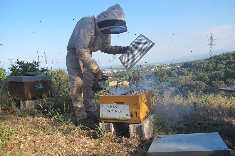 La ruche Venzolasca