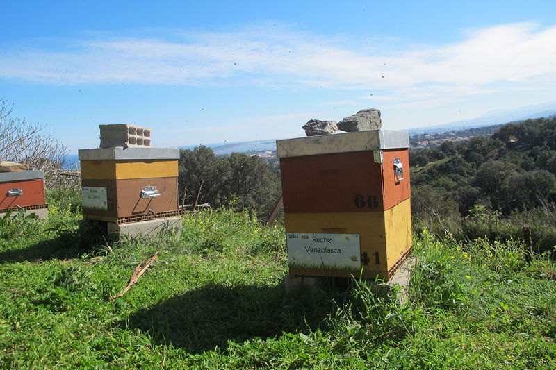 La ruche Venzolasca