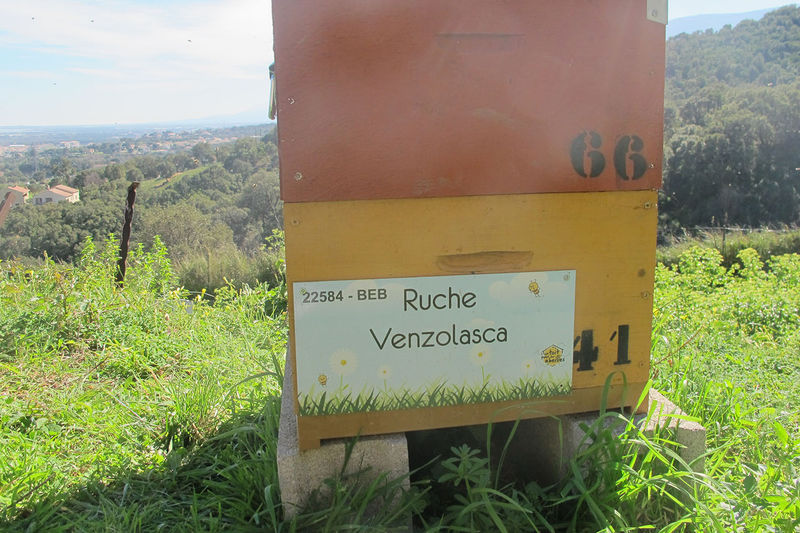 La ruche Venzolasca