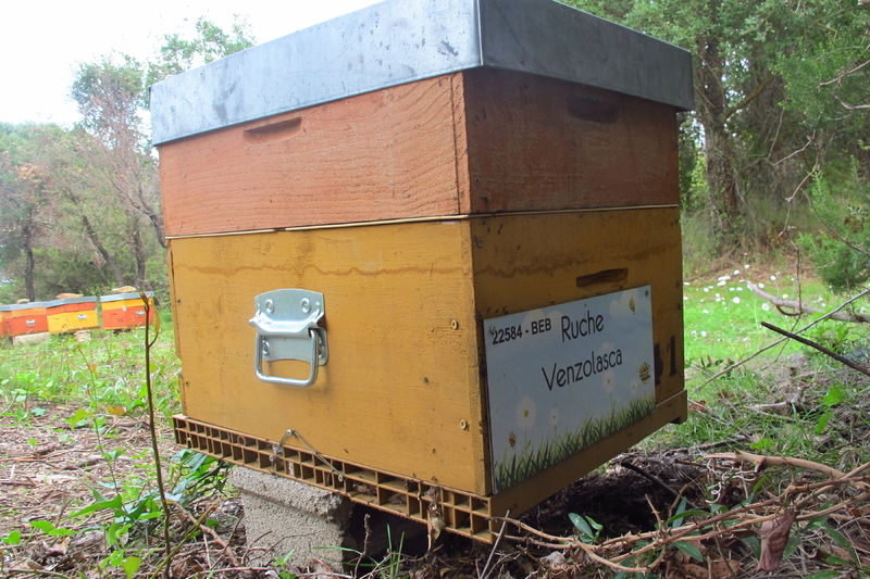 La ruche Venzolasca