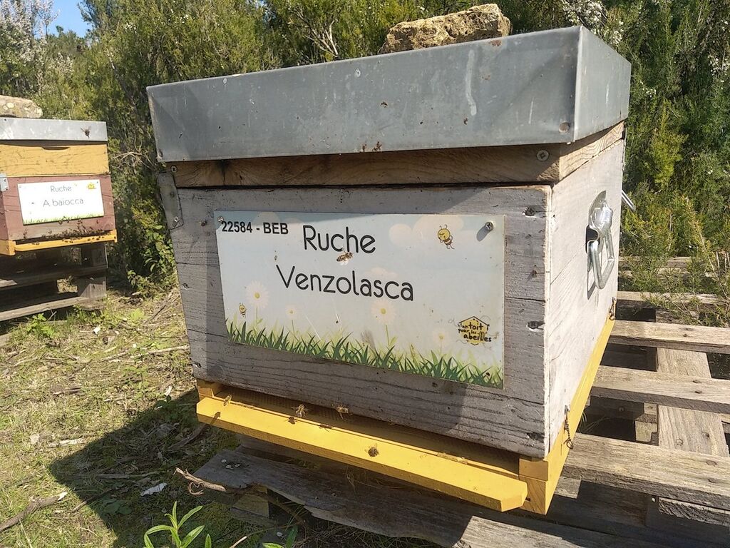 La ruche Venzolasca